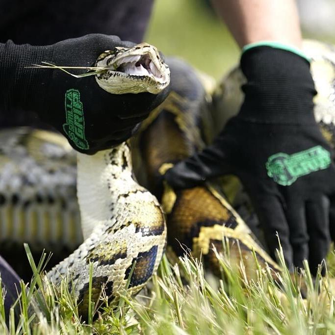 Registration opens for annual Florida Python Challenge